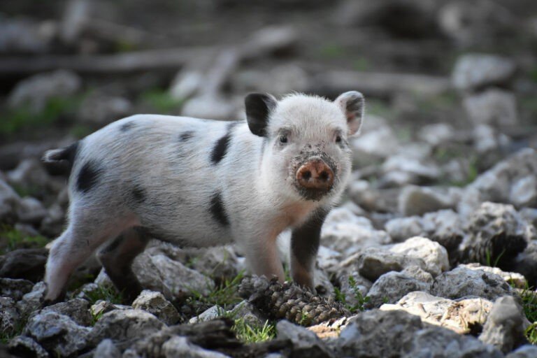 How often do mini pigs poop