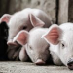 How to stop a mini pig from squealing