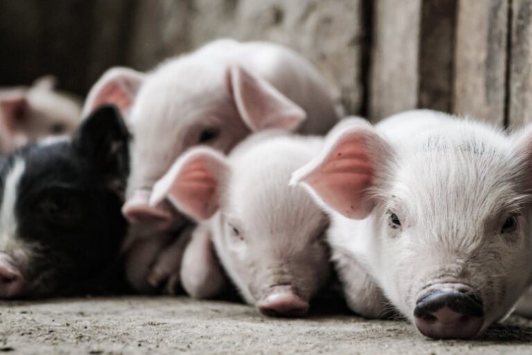 How to stop a mini pig from squealing