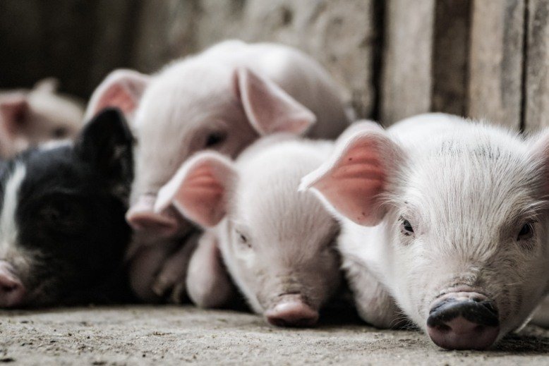 How to stop a mini pig from squealing