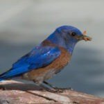 Soaking dried mealworms for wild birds