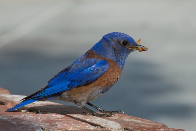 Soaking dried mealworms for wild birds