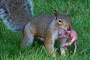 baby squirrel