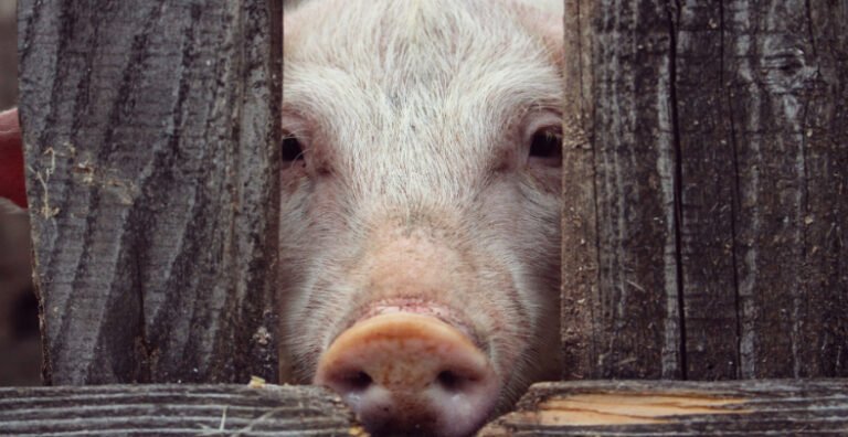 What is Spoiled Pig Syndrome