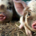 What do Kunekune pigs eat?