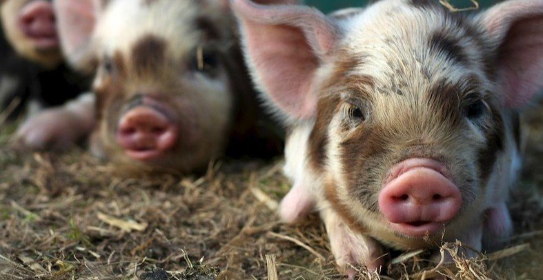 WHAT DO KUNEKUNE PIGS EAT
