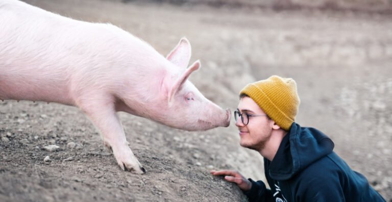 What does it Mean when a Pig Nudges You