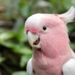 Do parrots like car rides? Road trip with parrot tips