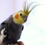 My cockatiel flew away will it come back?