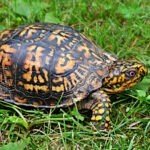 How to take care of a box turtle