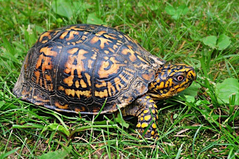 how to take care of a box turtle