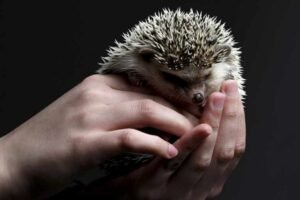 Do hedgehogs die easily? Hedgehog dying signs