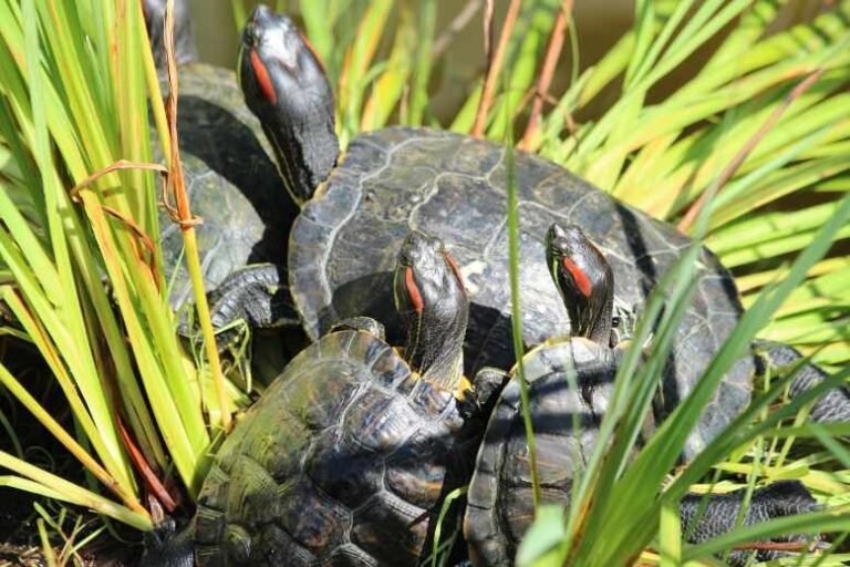 Curated visual reference: Gallery Detail: Red Eared Slider Water Temp Ideal Expert Recommendation