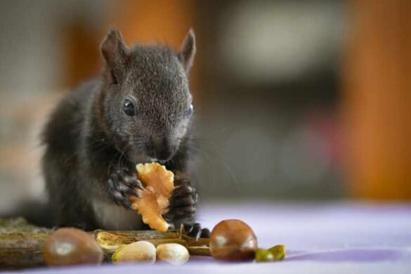 What is the best food for wild squirrels? 8 best wild squirrel foods