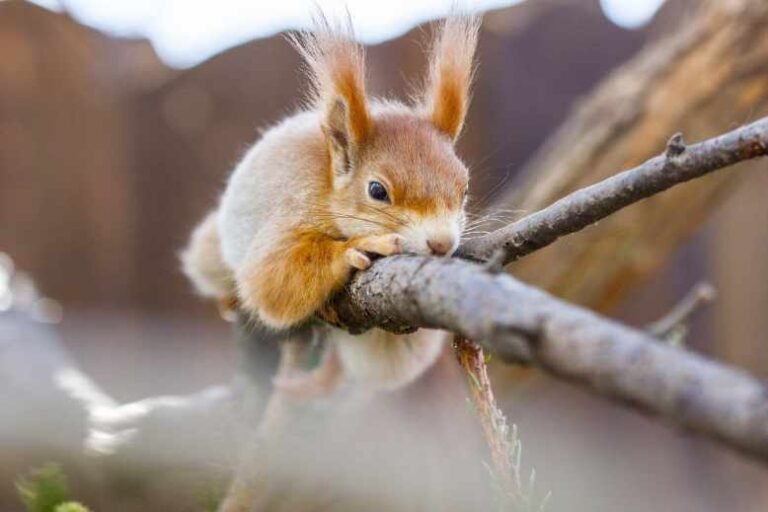 What is the best food for wild squirrels? 8 best wild squirrel foods