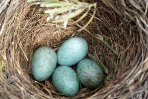 Why do birds abandon their nests with eggs