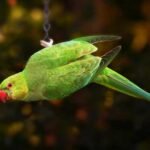 Can a domestic parrot survive in the wild