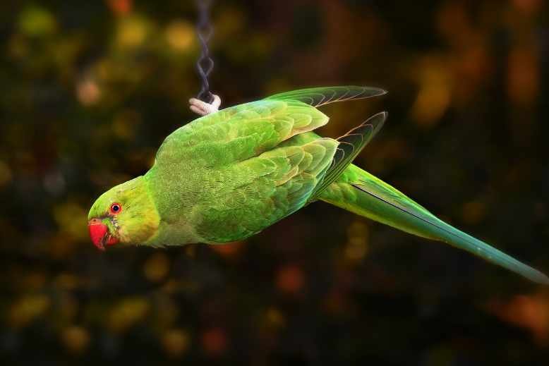 domestic parrot survive in the wild