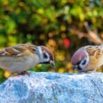 Can birds eat porridge oats? (Should you feed it to them)