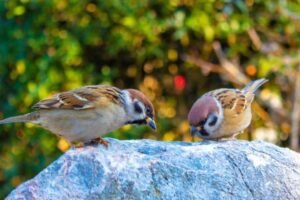 Can birds eat porridge oats? (Should you feed it to them)
