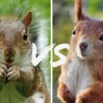 Red Vs Grey Squirrels: Differences You Need to Know