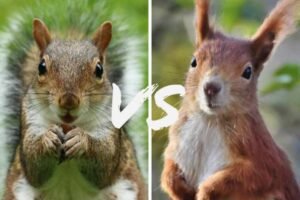 Red Vs Grey Squirrels: Differences You Need to Know