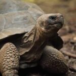 Can tortoises see in the dark?