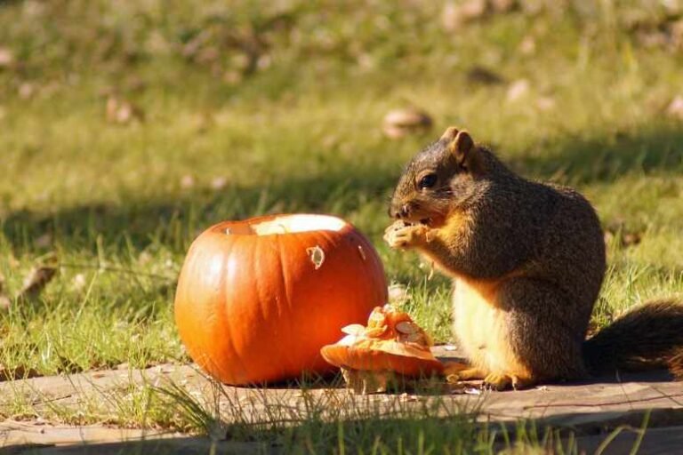 Do squirrels eat fruit? 5 best fruits for squirrels