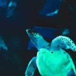 How to Make Tap Water Safe for Turtles in 4 Easy Ways