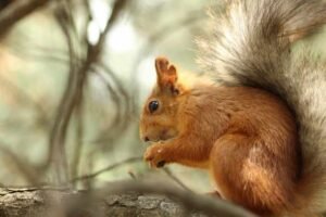 Can squirrels eat bread? Everything you should know