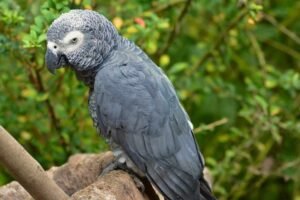 African grey body language explained