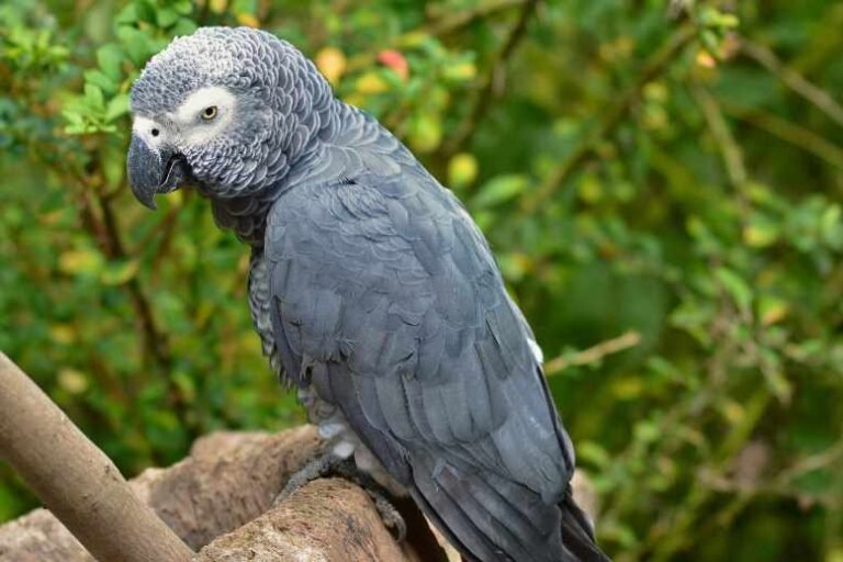 African grey body language explained