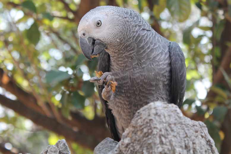 african grey strong grip