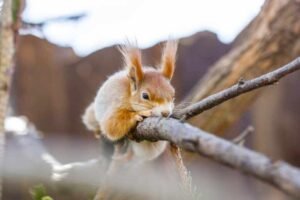 What time do squirrels wake up? Squirrels sleeping patterns