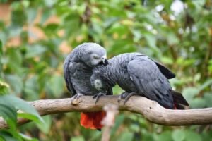 Comprehensive African grey parrot care guide 2022