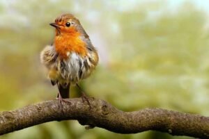 Do robins recognize humans?