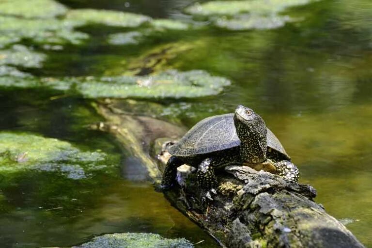 Do turtles need a heat lamp? How to set it up
