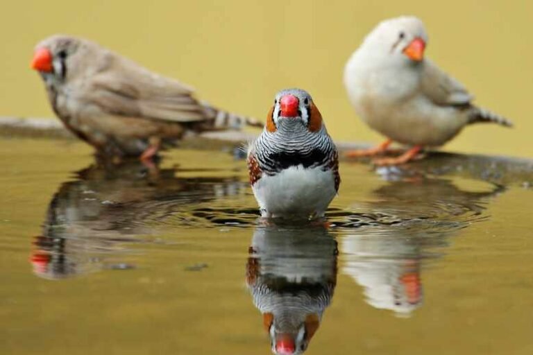 15 Pros and Cons of Owning a Finch as a Pet