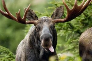 Are Moose More Active In the Rain?