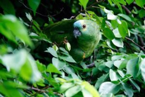 Can parrots eat lima beans? (Is It Safe)