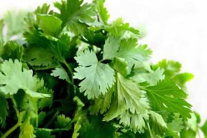 Can ducks eat cilantro? (Coriander Seeds Perhaps?)