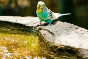 Can parrots swim? (Are They Good Swimmers?)