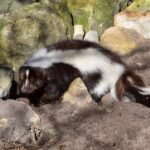 Can skunks climb brick walls?