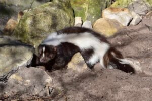 Can skunks climb brick walls?
