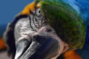 Why do parrots attack my feet? (4 Reasons You Didn’t Know!)