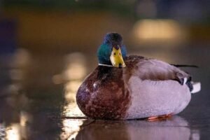 Can Ducks See In The Dark? (Are They Color Blind?)