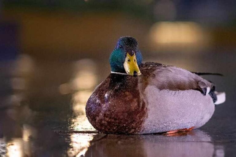 Can Ducks See In The Dark? (Are They Color Blind?)