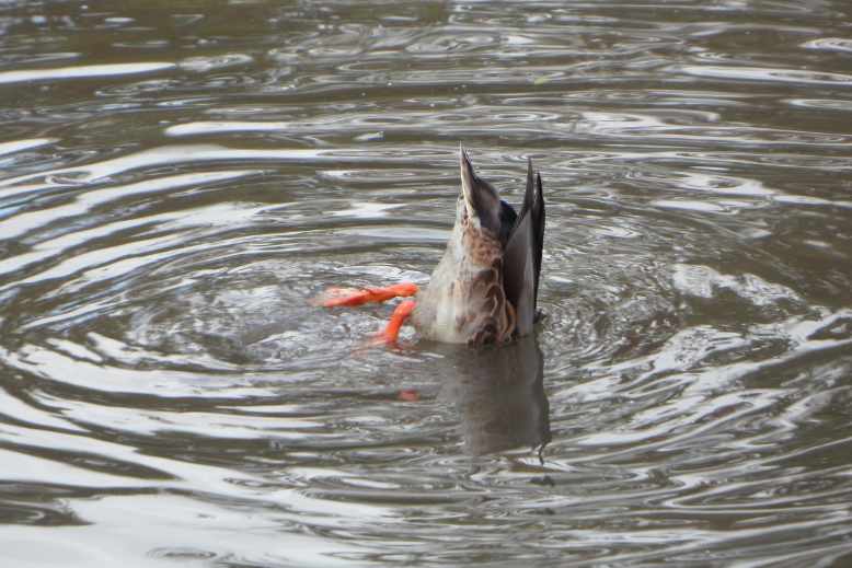 Can ducks see underwater