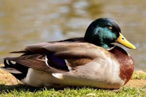 What time do ducks wake up? (Sleep and Waking Up Timings!)