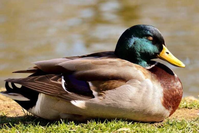 What time do ducks wake up? (Sleep and Waking Up Timings!)